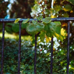 A leafy plant on an iron fence.