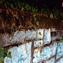 Ivy growing on a stone wall.