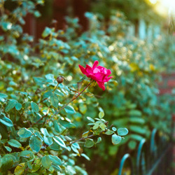 A rose blossom in a green hedge.