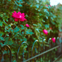 A rose blossom in a green hedge.