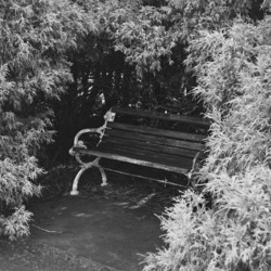 A bench surrounded by a leafy bush.