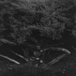 An evergreen shrub hedge.